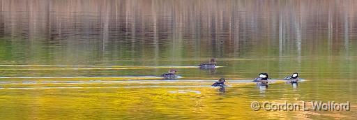 Hooded Mergansers On The Move_01215.jpg - Hooded Mergansers (Lophodytes cucullatus) photographed near Chaffeys Locks, Ontario, Canada.